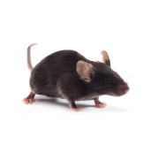 Ponuda modela miševa