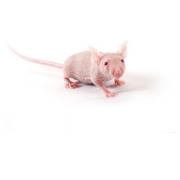 CD-1® Goli miševi, Crl:CD1-Foxn1nu